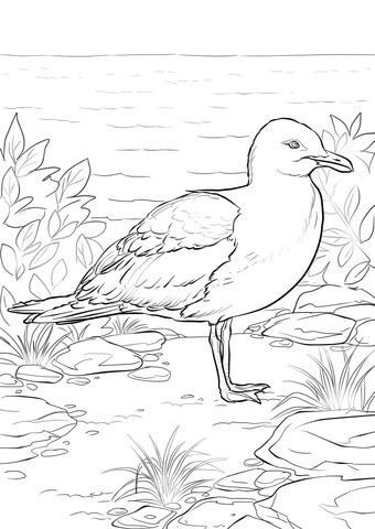 California Gull Coloring Page